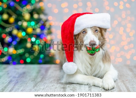 Border collie wearing red santa hat holds gift box in it mouth. Festive background with christmas tree. Empty space for text