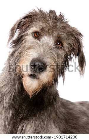 Irish wolfhound in front of a white background Royalty-Free Stock Photo #1901714230