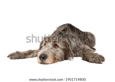 Irish wolfhound in front of a white background Royalty-Free Stock Photo #1901714800