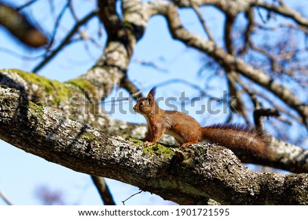 Red squirrel on a branch.