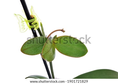 Keiki of phalaenopsis orchid, moth orchid. Green leaves and roots are visible. Royalty-Free Stock Photo #1901721829