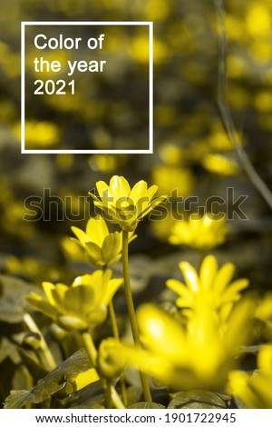 Buttercup yellow flower blooming in the spring in the woods for background. Soft focus. Color of the year 2021