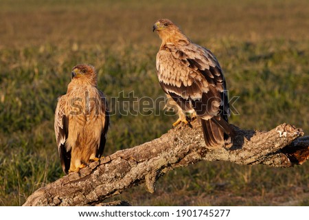one year old male and female of Spanish imperial eagle with first rays of sunrise sun