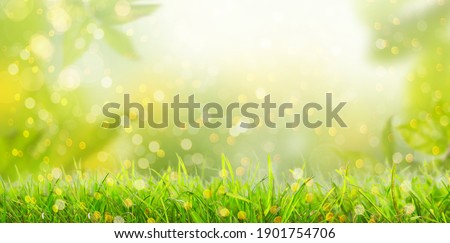 Summer background with frame of grass and leaves on nature. Juic