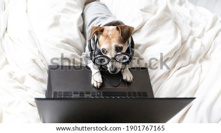 Tired working in bed dog Jack Russell terrier with headphones and glasses. Looking side with suspicion and anxiety. Using laptop computer remote chatting home office. Whine comfortable bed.  Top view