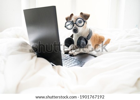 Funny dog dj with glasses looking to camera relaxed working online  home white comfortable bed. Freelancer remote home office. Editor electronic music composer pet Jack Russell terrier with headphones