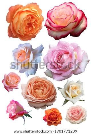 PNG All sweet roses cut