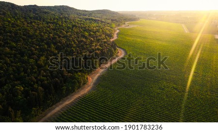 Aerial Drone Shot: Beautiful Agricultural Plantations Bordering with Wild Forests. Farming Fields of Vegetables, Vineyards. Massive Industrial Scale Growing of Eco Friendly Food Growing