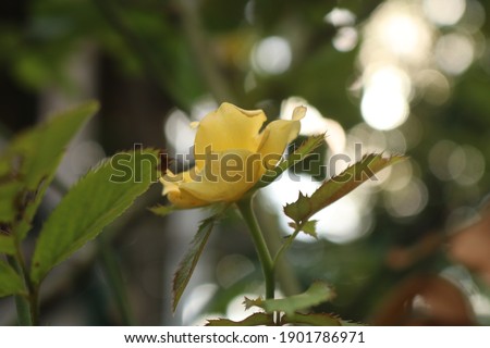 Side view of yellow rose against bokeh background