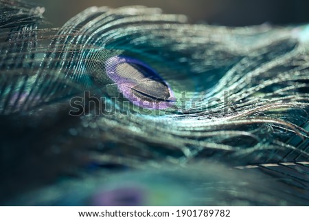 India, 22 January, 2021 : Close up of peacock feather.