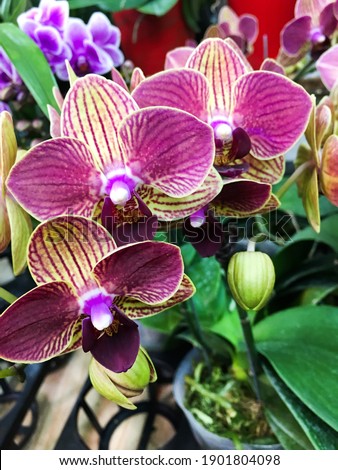 Pink striped orchid flower bunch. Tropical botanical garden photo closeup.