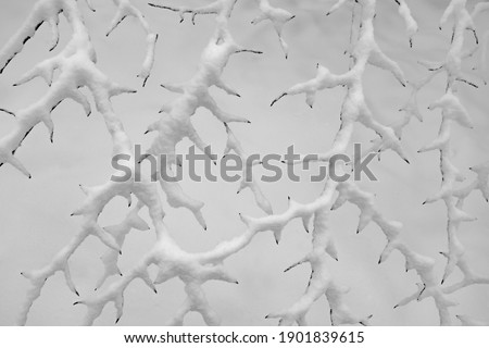 Branches of small trees on a winter day in a forest Veserde Sauerland Germany. Snow flakes covering twigs and thorns. Beautiful structure and ramification, grey scale black and white background.