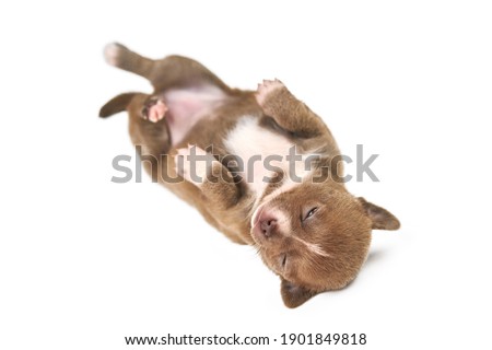 Sleeping on back Chihuahua puppy on white isolated background. Little cute white brown dog breed.