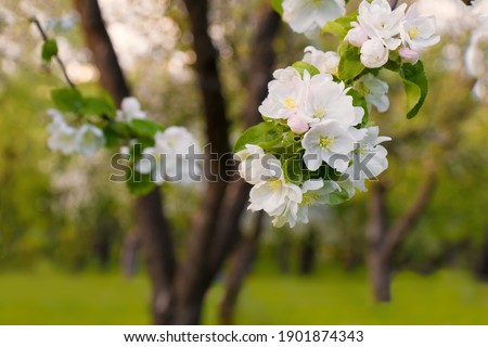 Flowers Apple tree close up. Beautiful Spring Nature background, soft focus. Flowering time of Apple trees.