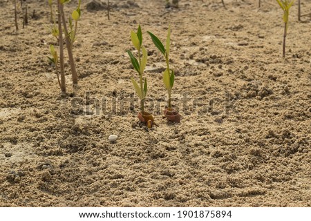 Mangrove trees in coastal habitats, including Avicennia marina, seedlings, propagueles, and estuaries from the Red Sea, Saudi Arabia. Underwater photo of mangrove and seagrass meadow Royalty-Free Stock Photo #1901875894
