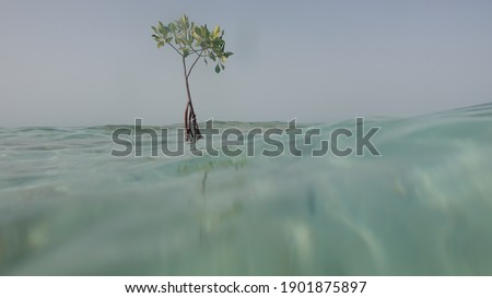 Mangrove trees in coastal habitats, including Avicennia marina, seedlings, propagueles, and estuaries from the Red Sea, Saudi Arabia. Underwater photo of mangrove and seagrass meadow Royalty-Free Stock Photo #1901875897
