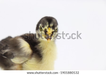 Beautiful black little chick isolated on the white