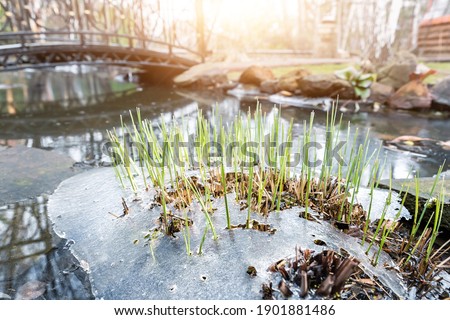 Sprouts of fresh new first green cane reed growing breakthrough frozen water ice crust on pond or river against shining sun at warm spring day. Nature awakening scene concept. Thaw melt snow weather.