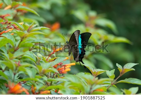 Side view of a beautiful Malabar Banded Peacock (Papilio buddha) butterfly, resting on some orange flowers in the garden.