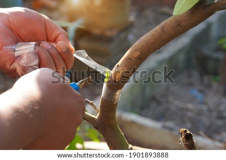 Hands are improving lemon tree transplants by transplanting lime branches.                                     