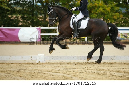 Horse black galloping from right to left with rider at a dressage tournament.
