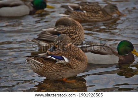Close-up of a beautiful mallard duck with beige and brown plumage and a blue patch on its wing as it peels, fluffs and lubricates its feathers after swimming.