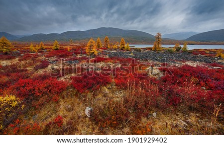 Russia. Far East, Magadan region. Autumn Taiga on permafrost along the highway Magadan - Yakutsk. Royalty-Free Stock Photo #1901929402