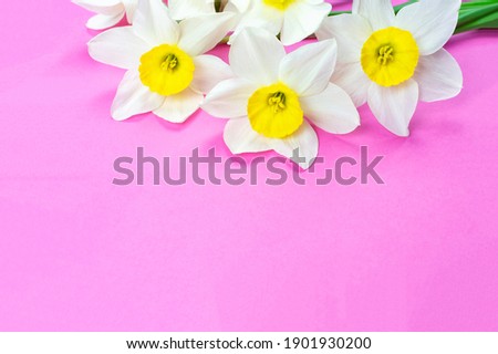 Beautiful daffodils on a bright pink background. Valentine's Day, Women's Day, Birthday, Mother's Day. Space for text. The concept of love and celebration.