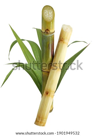 Sugar cane isolated on white background Royalty-Free Stock Photo #1901949532