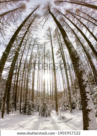Winter forest in the mountains a blue sky background. Snowy wood captured with Fish-Eye lens. Bottom view on birch trees. Cloudy sky. Trees covered with snow in winter season.