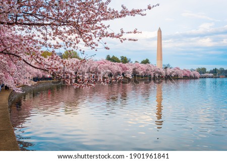 Washington DC, USA at the tidal basin with Washington Monument during the spring cherry blossom season.