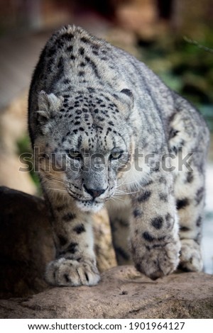 The Snow Leopard (Panthera uncia) is an endangered big cat that is distributed throughout Central Asia. The leopard is capable of catching prey up to 3 times its own body weight.