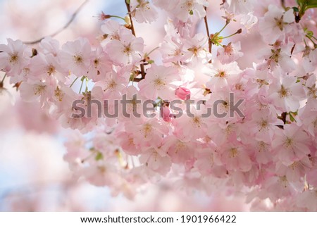 Beautiful spring flowers, macro shot from below