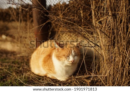fluffy ginger white cat resting in dry sunny grass near a rural old fence.