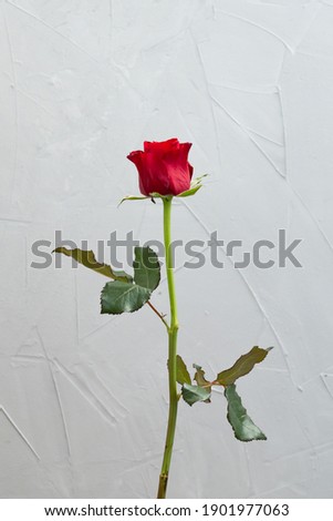 single red rose isolated on grey background, greeting card template
