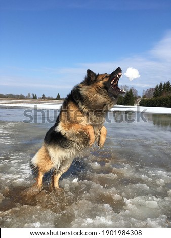 Young german shepherd enjoying winter 