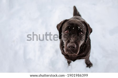 Young dark brown Labrador retriever posing on the snow. Copy space.