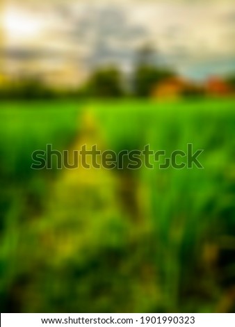 atmosphere around rice fields blur background with bokeh