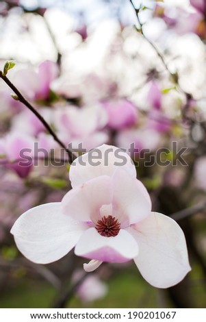 pink magnolias bloom in the spring in the botanical