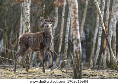 Majestic deer stag in forest. Animal in nature habitat. Big mammal. Wildlife scene