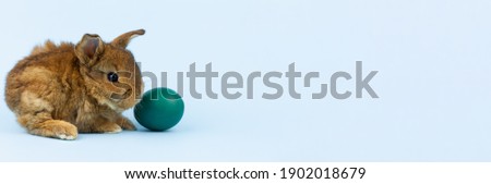 a small brown fluffy rabbit sits on a pastel blue background with a colored egg, close-up. Concept to the religious Easter spring holiday. Photo banner