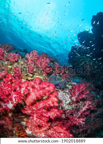 Pink Carnation tree corals fully cover a rock (Richelieu Rock, Surin National Park, Thailand) Royalty-Free Stock Photo #1902018889