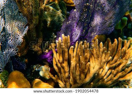 colorful corals, caribbean sea, under water pictures, natural light