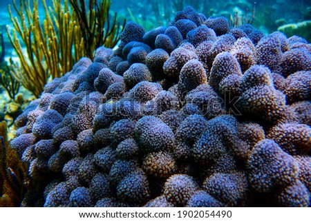 colorful corals, caribbean sea, under water pictures, natural light