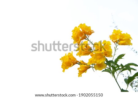 Yellow flower branch isolated on white background. Space for text on the left side.  Idea concept for Name Card, Postcard or Stationery.