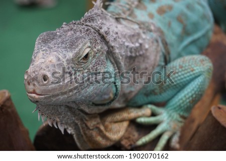 Big lizard in front, close-up shot