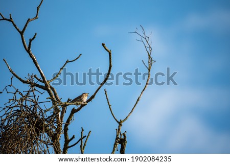 Wild bird perched on a dry branch against the blue sky. Spring in nature.