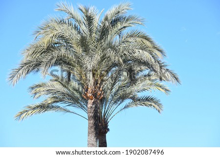 green palm leaves in the province of Alicante, Costa Blanca, Spain