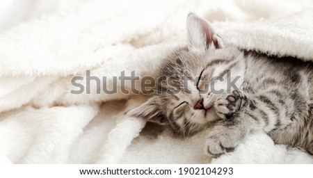 Cute tabby kitten sleep on white soft blanket. Cats rest napping on bed. Comfortable pets sleep at cozy home. Long web banner. Royalty-Free Stock Photo #1902104293