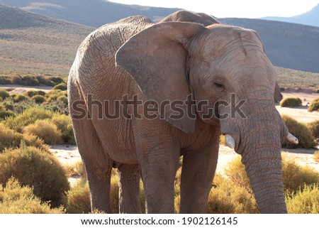 Elephants in their natural habitat